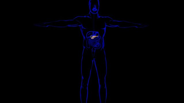 Human Gall Bladder Anatomy With Digestive System For Medical Concept