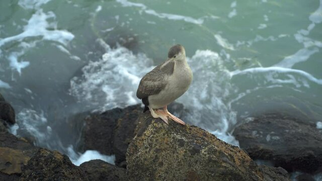 A juvenile pied shag, a New Zealand cormorant stands on a rock on the coastline of Oamaru Harbour.