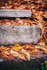 Beautiful road in the autumn forest