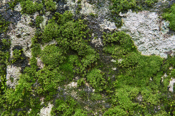 background, texture - moss and algae on a wet rock