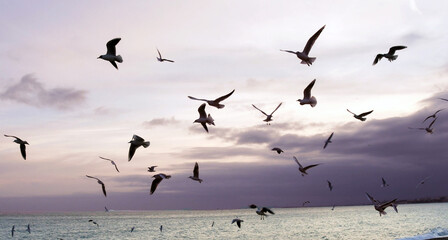 Flock of seagulls on the seafront silhouetted against the sky at dusk