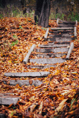 Beautiful road in the autumn forest