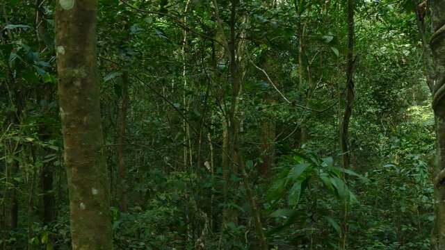 Panning to the right revealing a dense jungle with abundant tall, thin-trunked trees