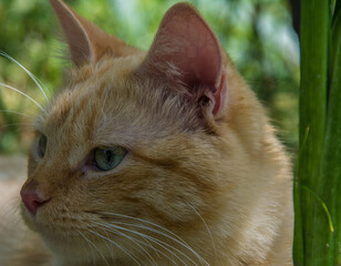 Beautiful orange cat portrait in garden