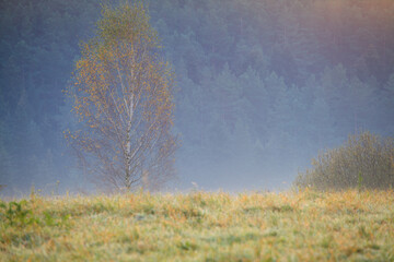 Obraz na płótnie Canvas colorful trees on a foggy autumn day