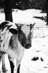 Sleepy Brahman crossbred beef calf in snow during winter in black and white.