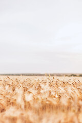 Beautiful field with wheat in summer