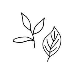 Hand-drawn leaf and twig. Doodle image for various designs.