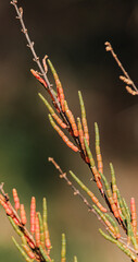 Salicornia growing in salt marshes and beach