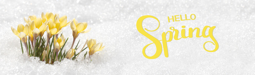 Fototapeta na wymiar Hello spring, greeting card with primroses - yellow crocuses. Flowers under the snow on a sunny day, a template for a screensaver.