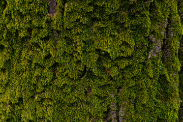 Abstract background in the form of green moss on wood