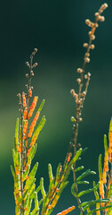 Salicornia growing in salt marshes and beach