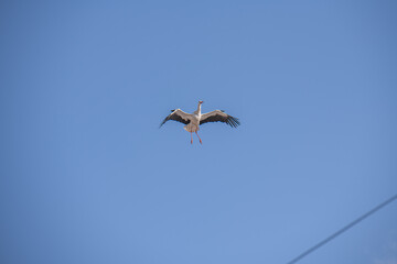 Ciconia ciconia - Cigüeña blanca
