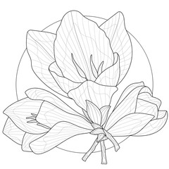 Fototapeta premium Freesia flowers.Coloring book antistress for children and adults. Illustration isolated on white background.Zen-tangle style. Black and white drawing