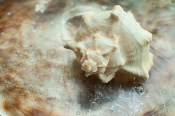 Fototapeta na wymiar the empty spiral shell of a coral snail