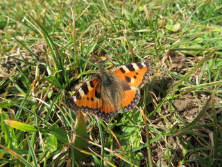Schmetterling Kleiner Fuchs