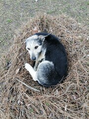 squirrel in the grass