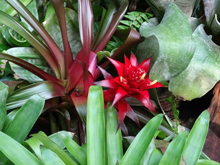 Obraz premium Beautiful red flower