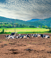 Cows in the mountains