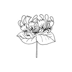 Honeysuckle inflorescence branch with leaves and buds. Freehand drawing with black outline. 