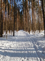 winter forest in the snow, path in winter pine forest, background for winter season concept