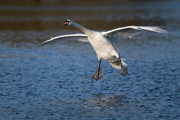 swan gliding