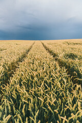 Wheat field under the sky with cumulus clouds