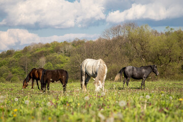 Wild free horses eating and walking in Pirin mountain, Bulgraia. Moving around.