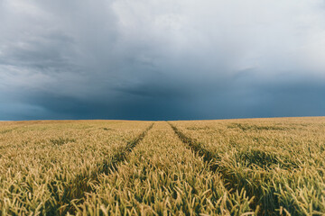 A pathway through the agricultural field and forest under cumulus clouds after the rain, golden sunlight. Dramatic cloudscape. Idyllic rural landscape.