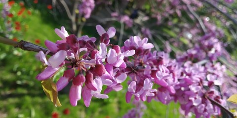 purple crocus flowers