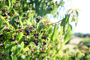 Fruto de maqui en rama.
