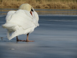Gefieder putzen Schwan