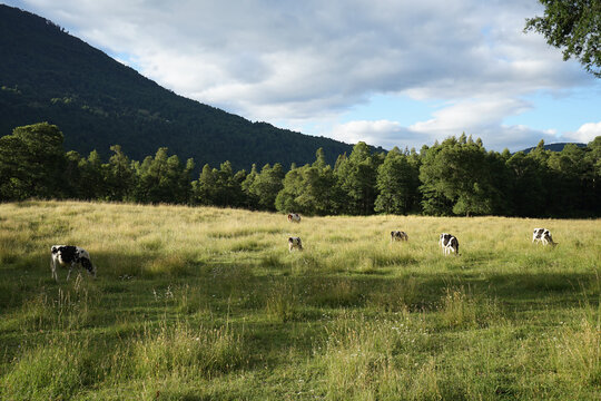 El campo y vacas lecheras