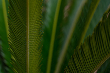 
Abstract palm leaves background