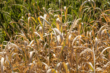 Horizontal texture of yellow and green grass reeds is in summer © Tatiana Kuklina