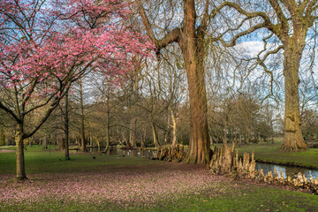 Fototapeta premium Start of spring