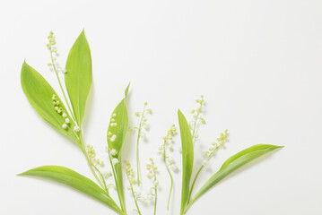 may lily flowers on white background