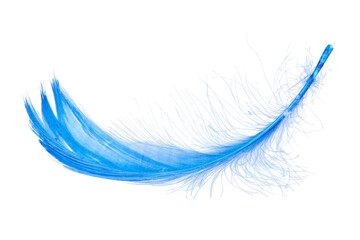 Elegant blue feather isolated on the white background