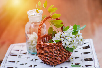 bunch of acacia in wicker basket. Collecting ingredients for natural cosmetics from of black locust, Robinia pseudoacacia, false acacia in spring. Manufacturing medicines at home.