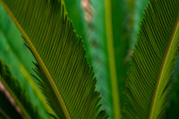 
Abstract palm leaves background