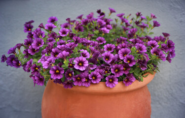 Lilac-purple gentian bush in a teracotta pot
