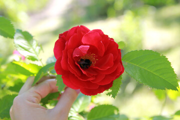 Bumblebee pollinates bright red rose in the garden