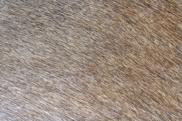 fur texture background