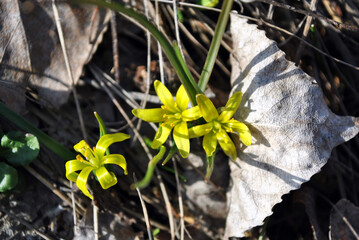 Yellow gagea flowers, dry and green grass background, sunny spring day in wood
