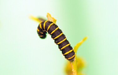 Growing butterflies for business in Mindo, Ecuador