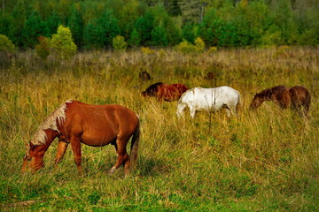 Russia. Mountain Altai.  Horses graze peacefully on free pastures near the village of Turochak.