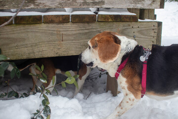 Dogs in the snow