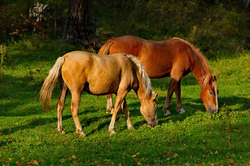 Naklejka na ściany i meble Russia. Mountain Altai. Horses graze peacefully on free pastures near the village of Turochak.