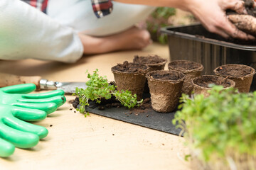Pots filled with soil and seeds. In background mother and child preparing soil. At home gardening and learning botany.