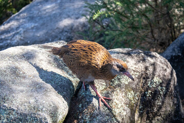Weka, oiseau endémique du parc Abel Tasman, Nouvelle Zélande